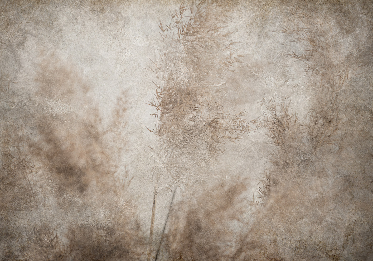 Fotótapéta - Blown Away by the Wind - Image 6