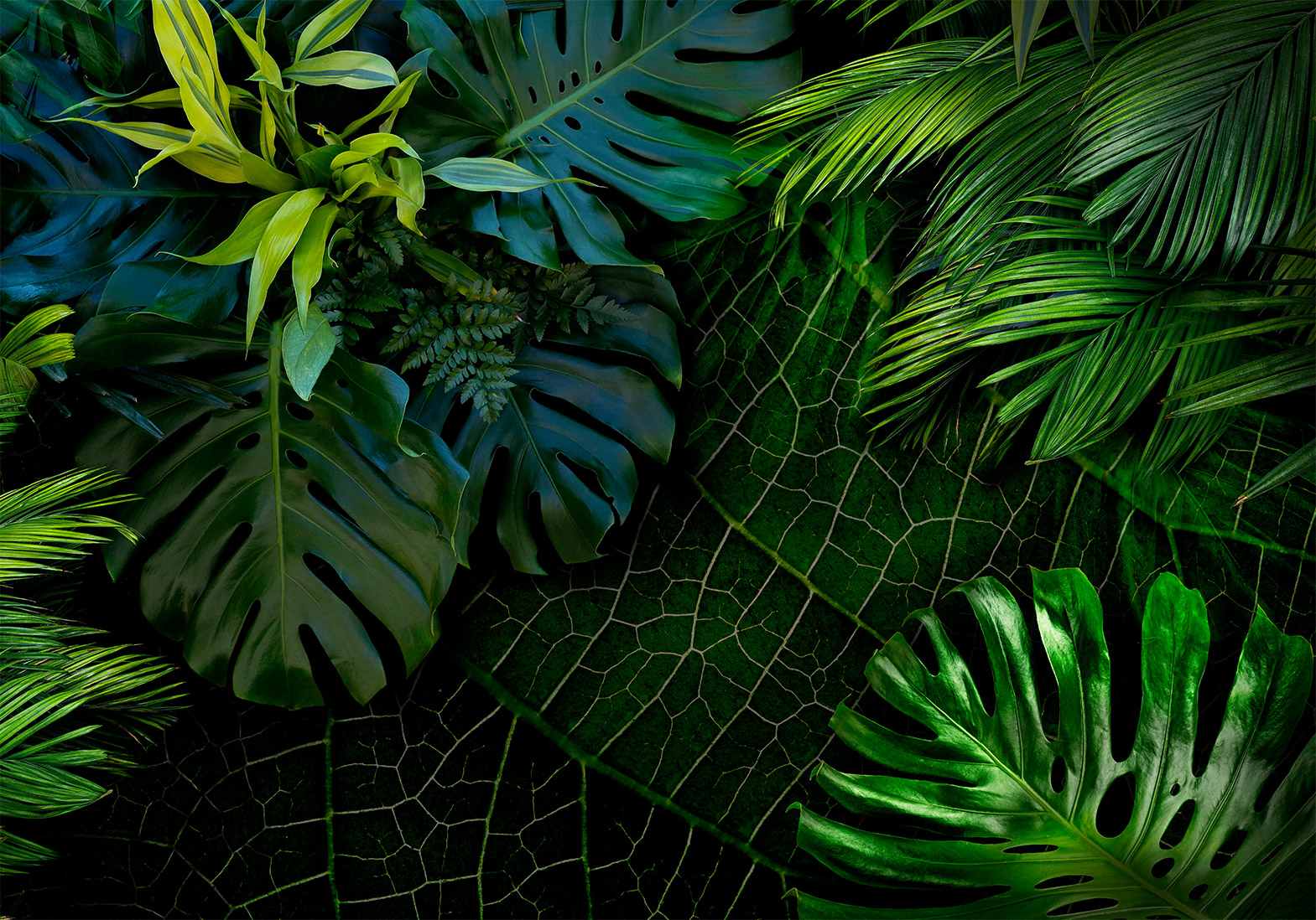 Fotótapéta - Dark Jungle - Image 6