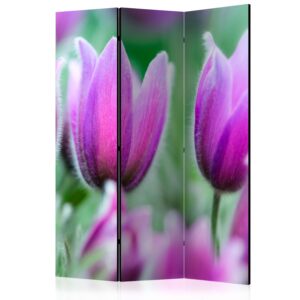 Paraván - Purple spring tulips
