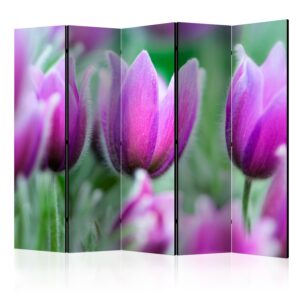 Paraván - Purple spring tulips II