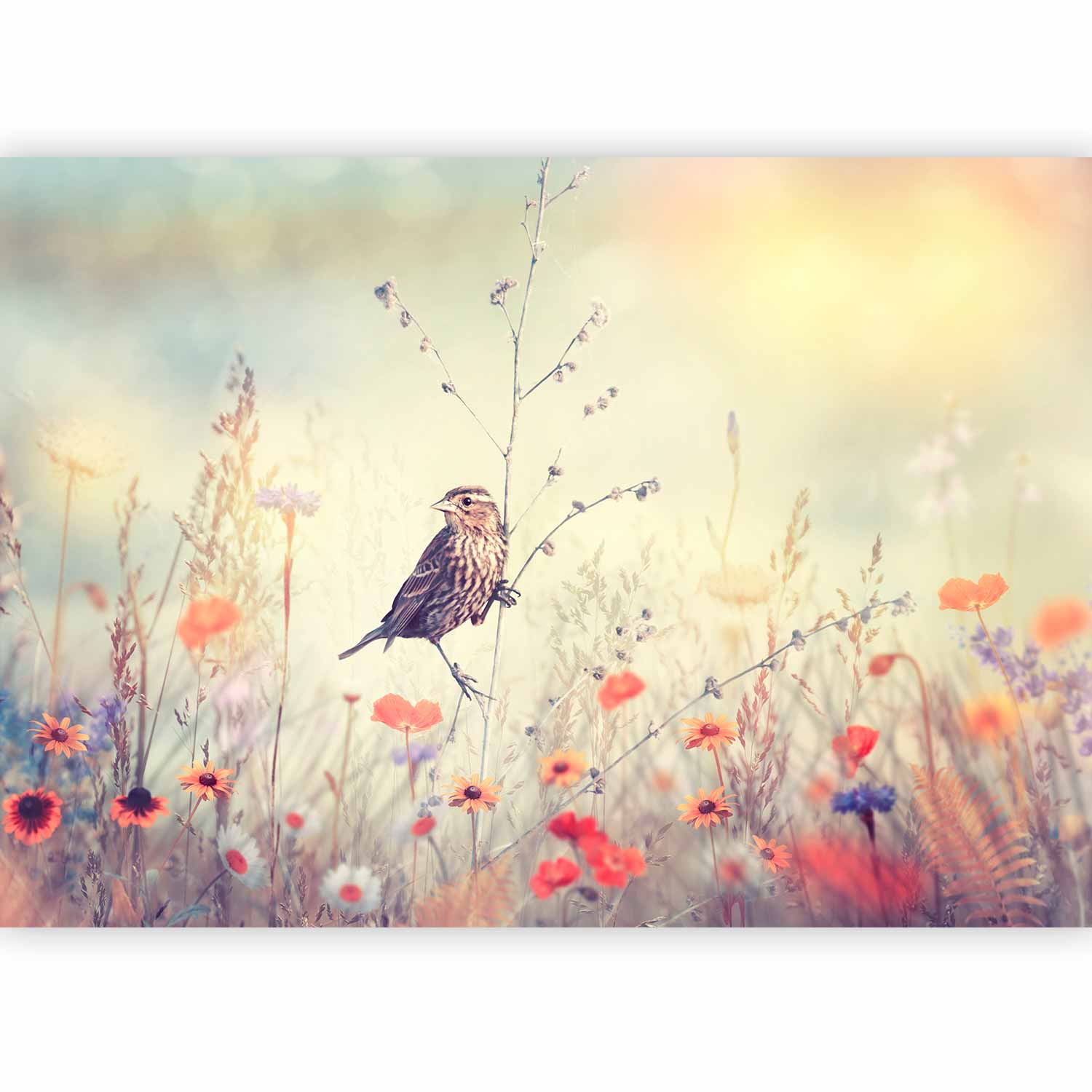 Fotótapéta - Field Bird - Image 5