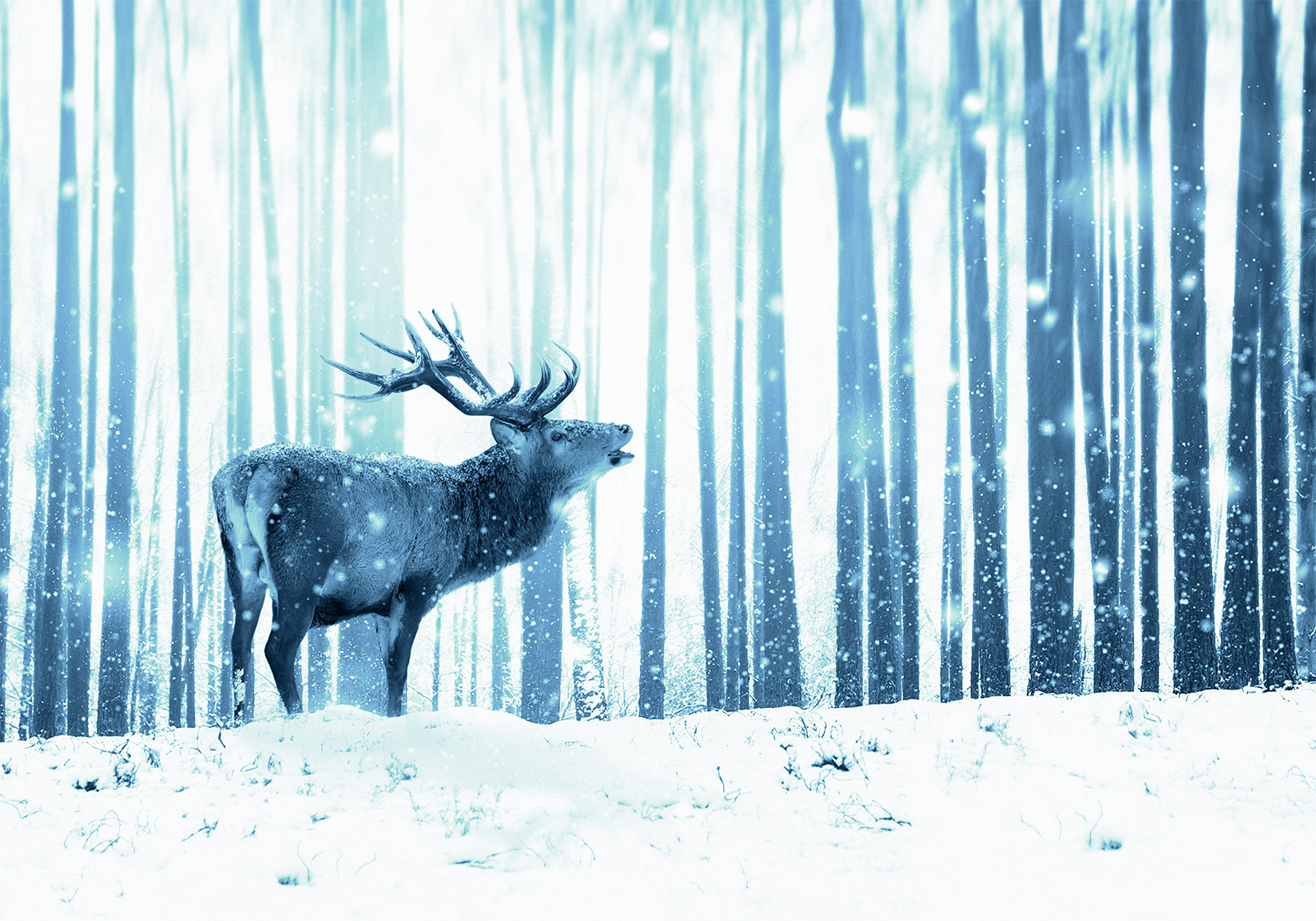 Fotótapéta - Winter animals - deer motif on a forest background in shades of blue - Image 6