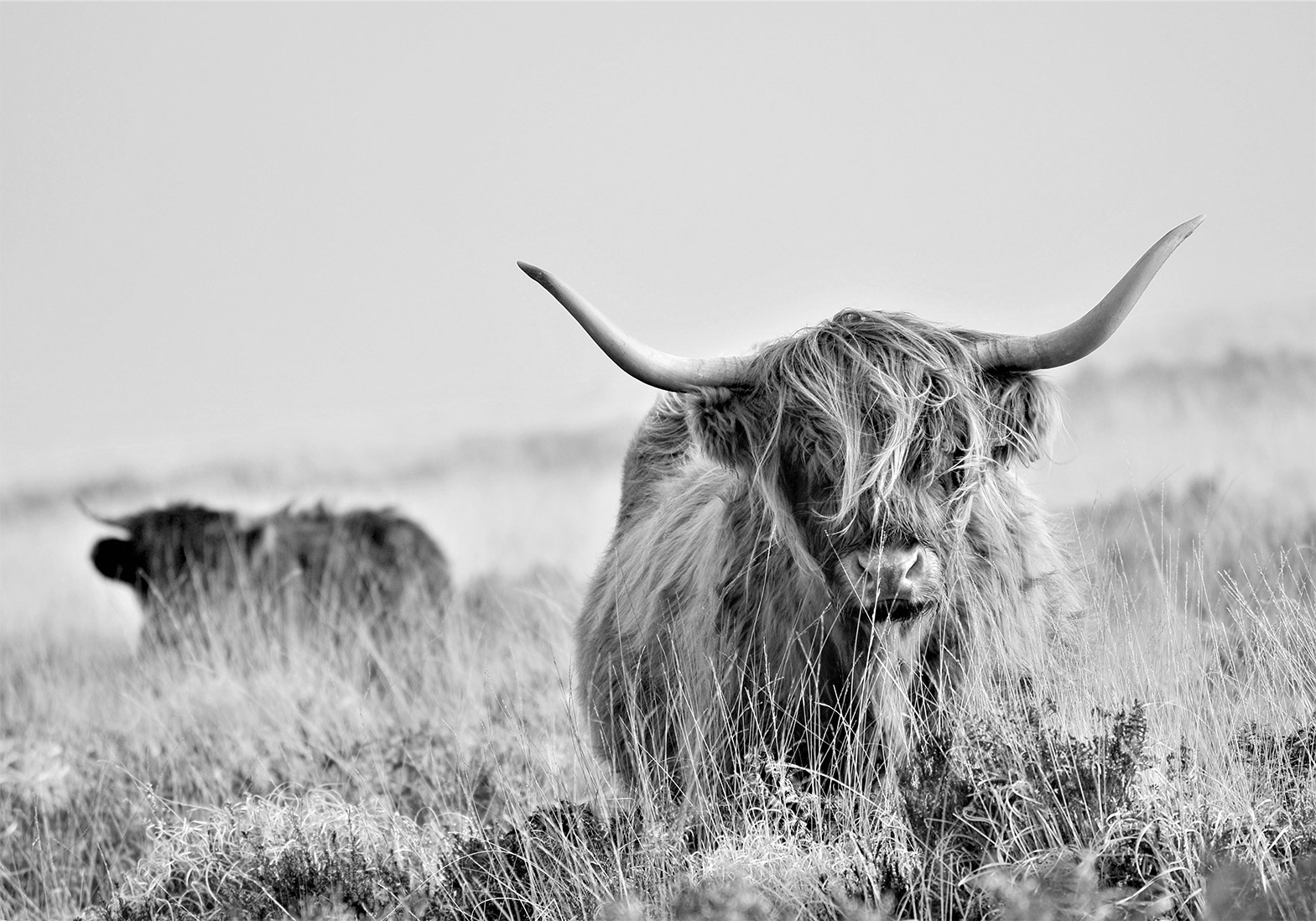 Fotótapéta - Highland Cattle - Image 6