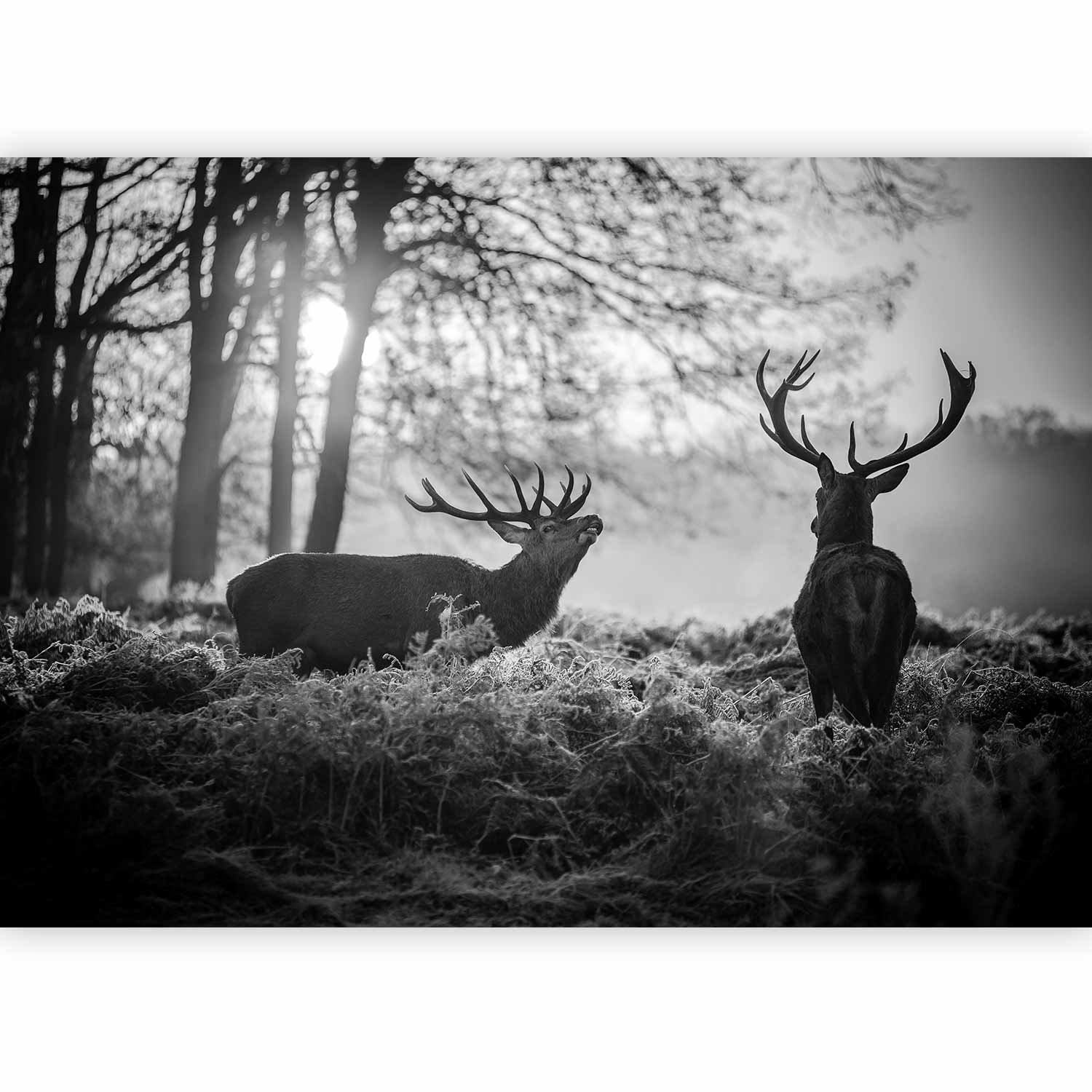 Fotótapéta - Deers in the Morning - Image 5
