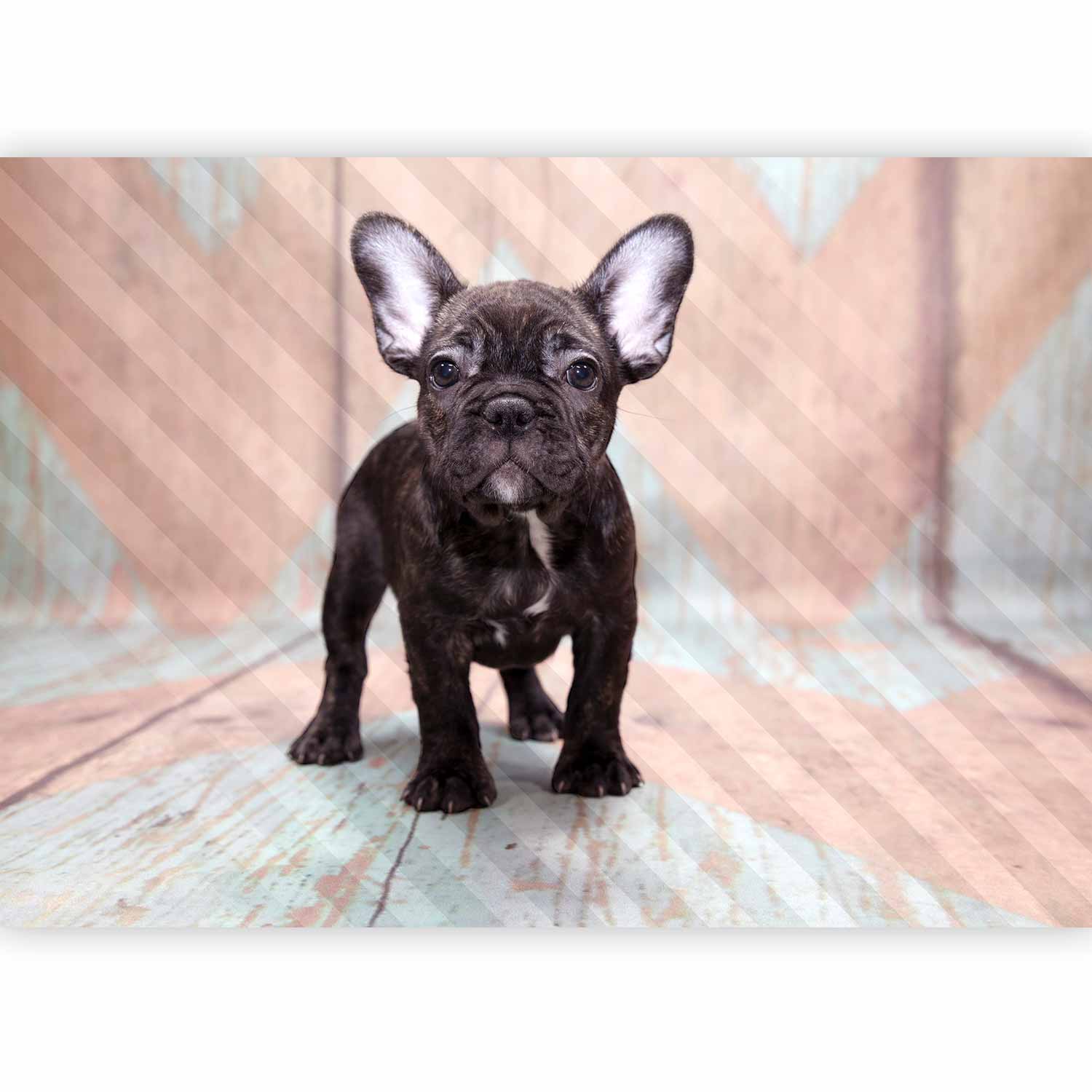 Fotótapéta - French Bulldog - Image 5