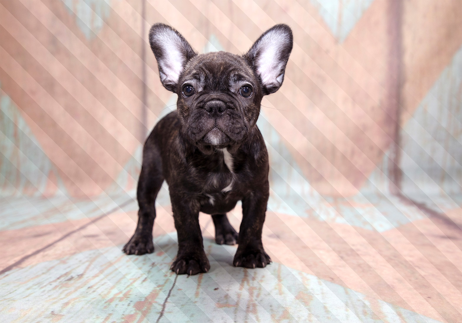 Fotótapéta - French Bulldog - Image 6