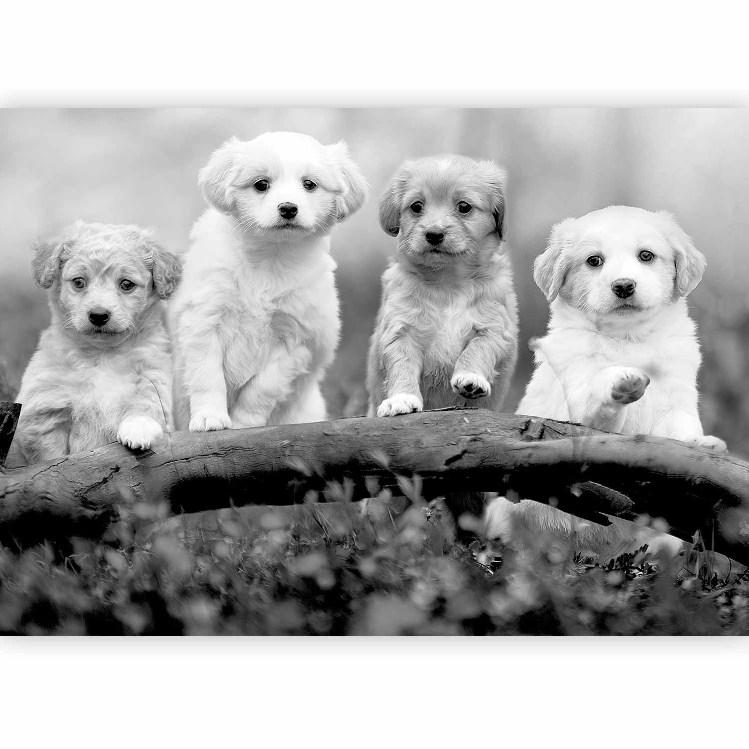 Fotótapéta - Four Puppies - Image 5