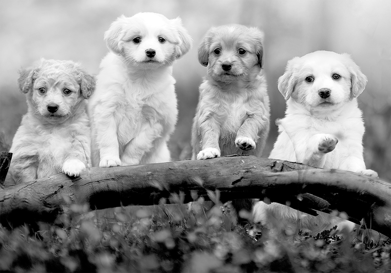 Fotótapéta - Four Puppies - Image 6