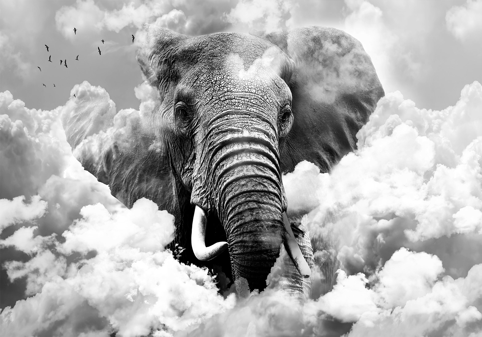 Fotótapéta - Elephant in the Clouds (Black and White) - Image 6