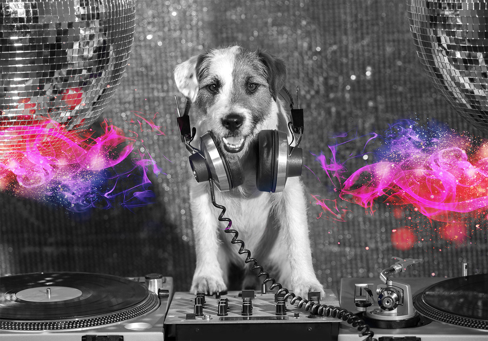 Fotótapéta - DJ Dog - Image 6